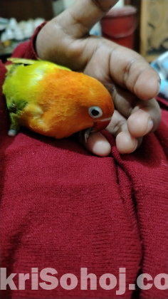 আনপেয়ারড ছয় মাস বয়সী লাভবার্ড।